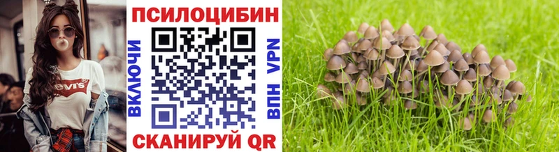 Купить закладки  Россошь  Галлюциногенные грибы Cubensis 